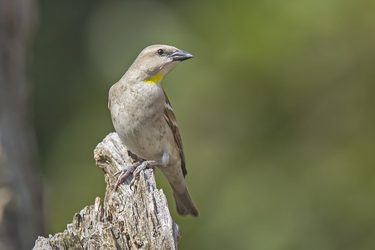 Yellow-throated Sparrow - ML204587171