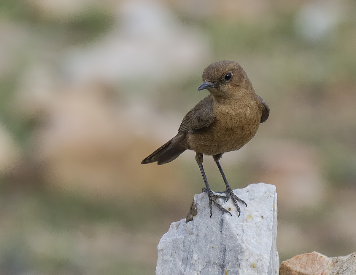 Brown Rock Chat - Marco Valentini