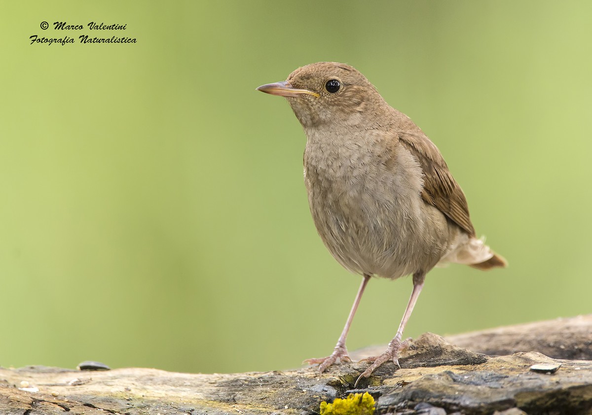 Thrush Nightingale - ML204587411