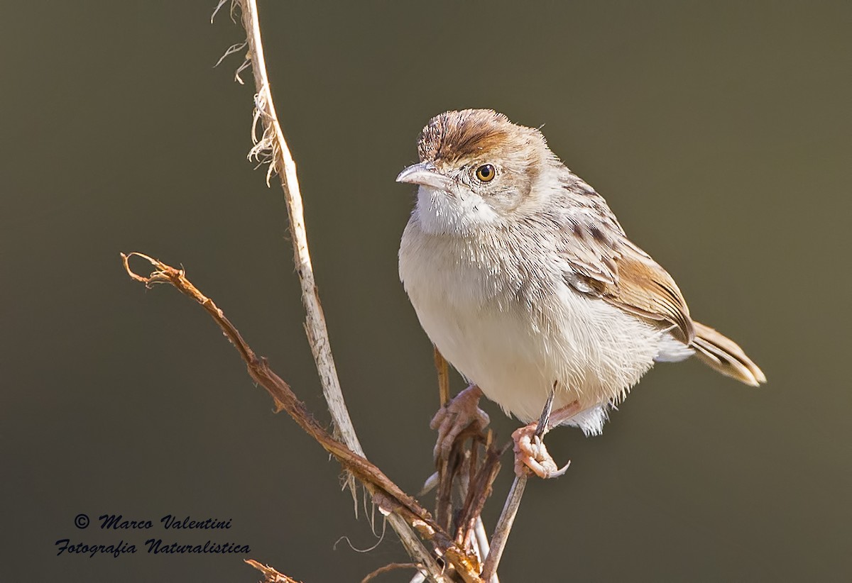 Rattling Cisticola - ML204587541