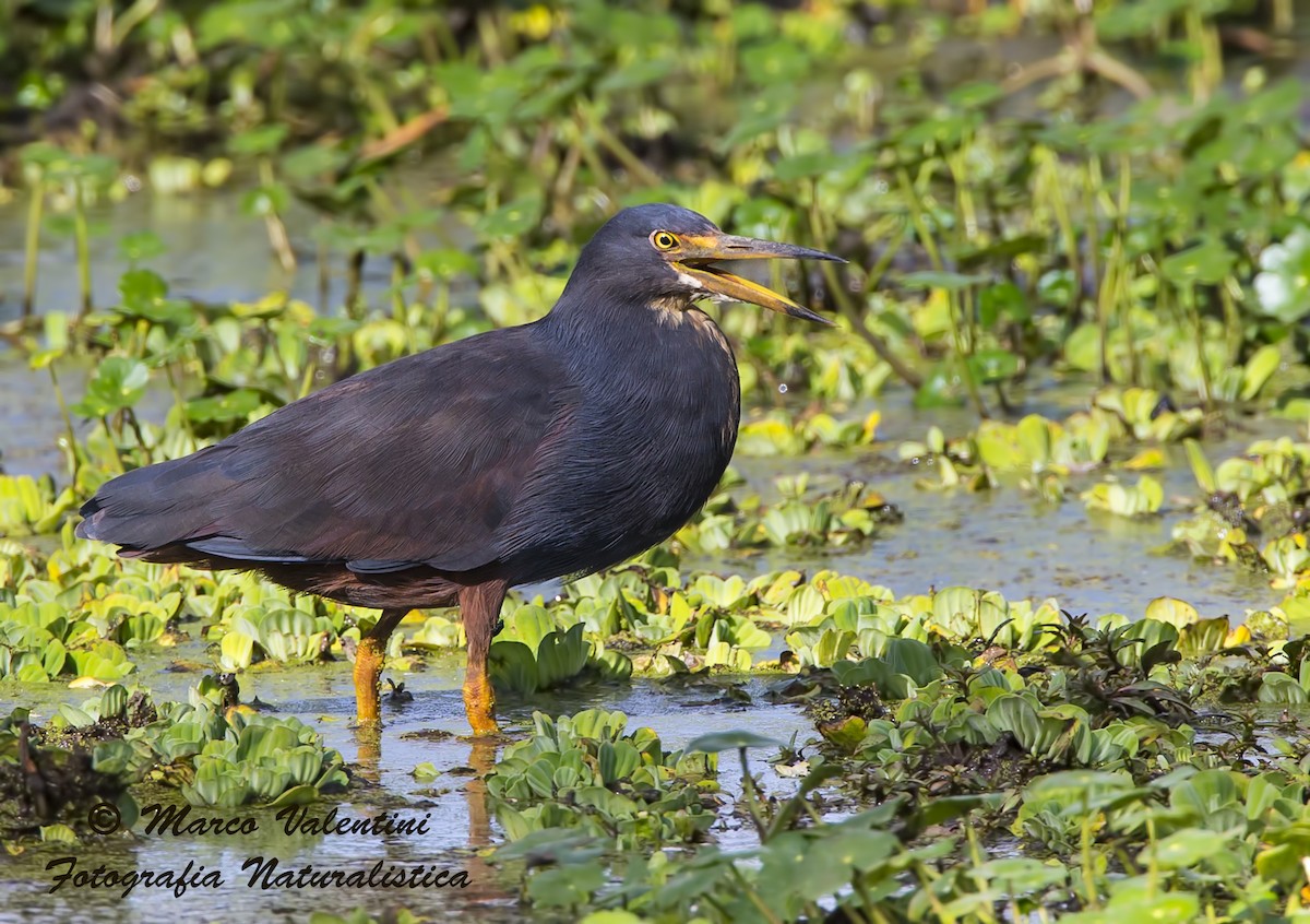 Rufous-bellied Heron - Marco Valentini