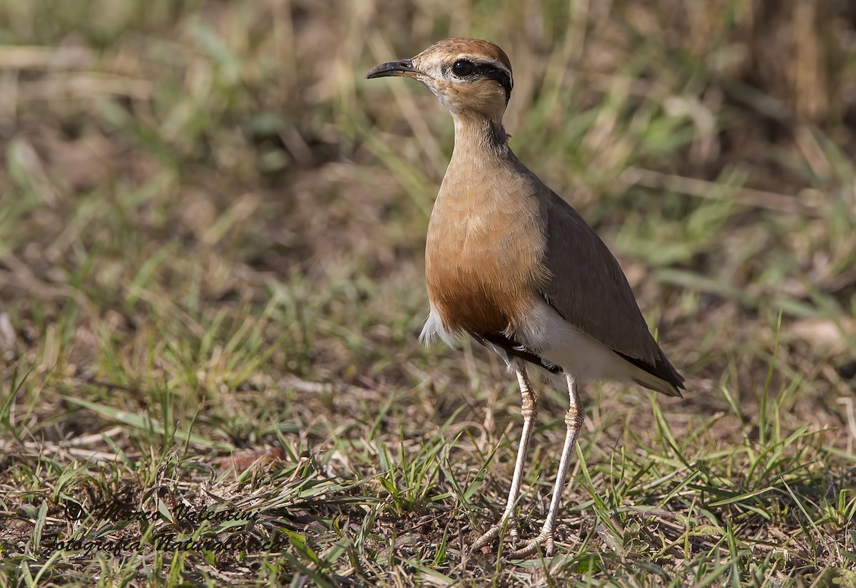 Temminck's Courser - ML204587581