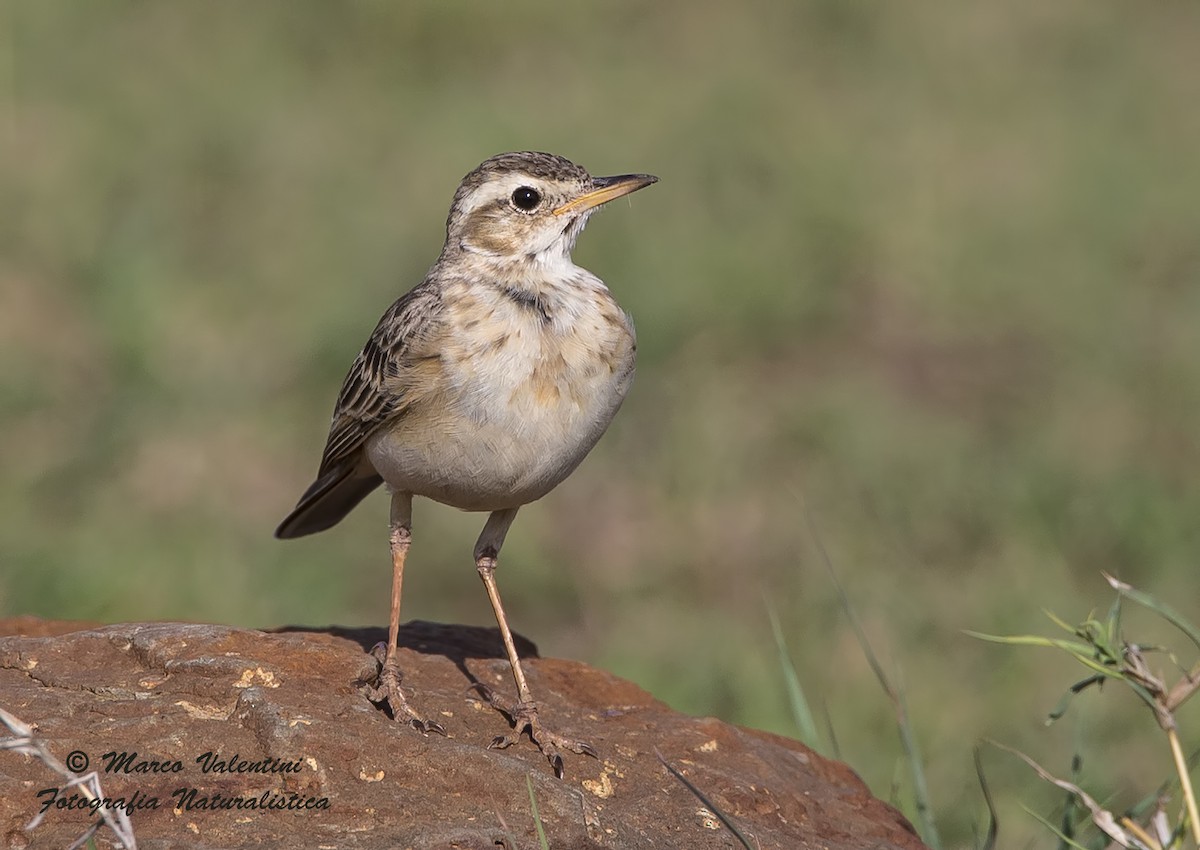 Plain-backed Pipit - ML204587591