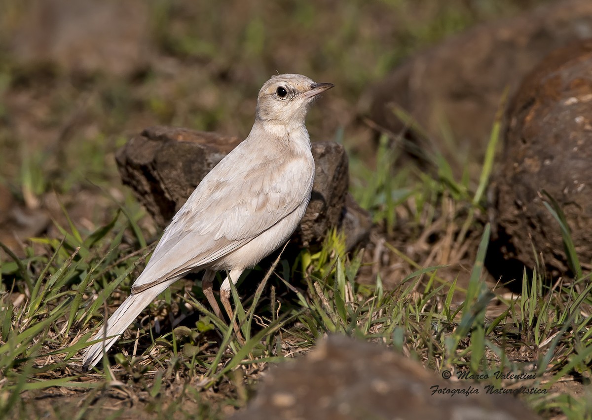 Plain-backed Pipit - ML204587601