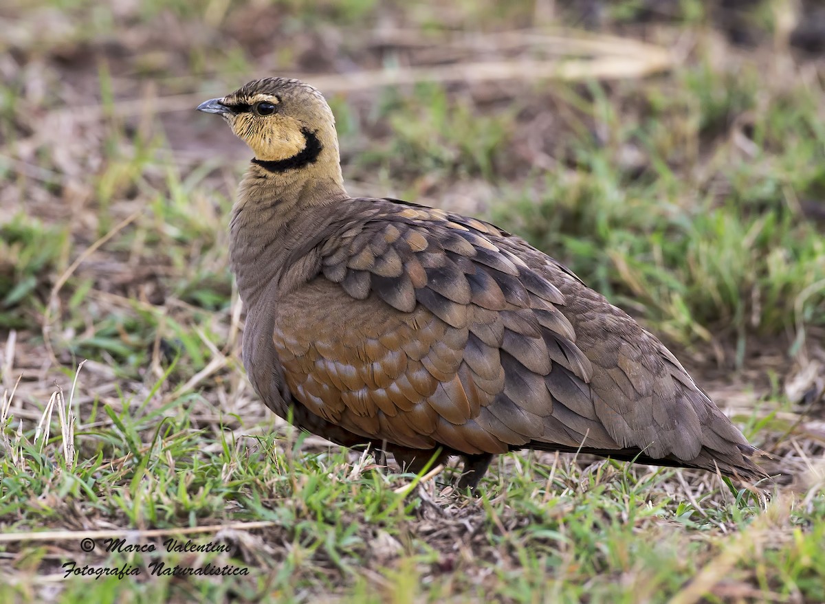 Yellow-throated Sandgrouse - ML204587611