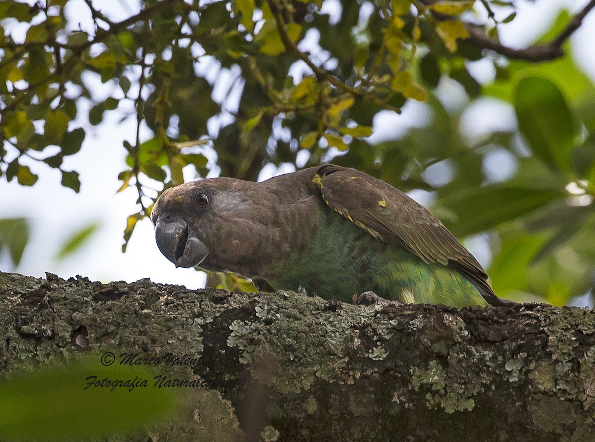 Meyer's Parrot - ML204587681