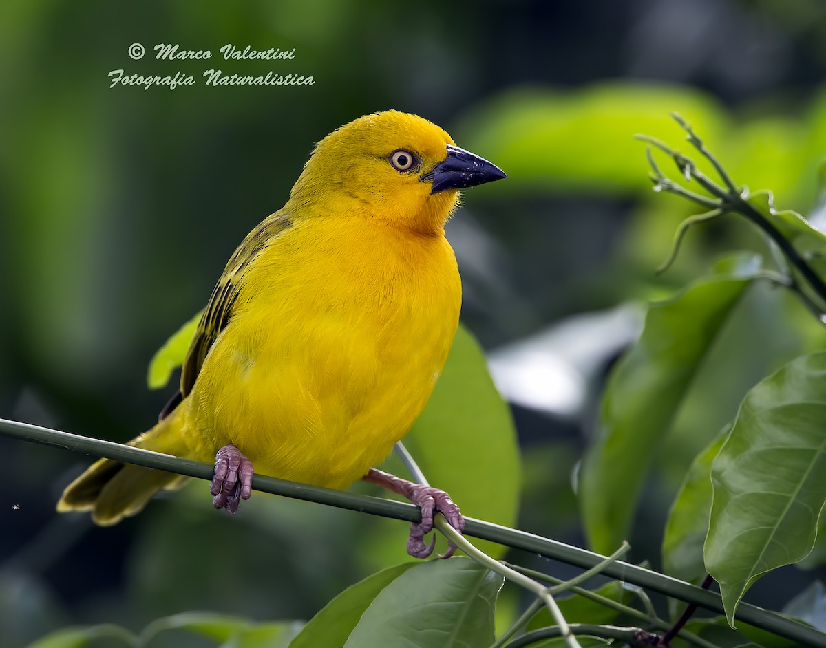 Holub's Golden-Weaver - ML204587721