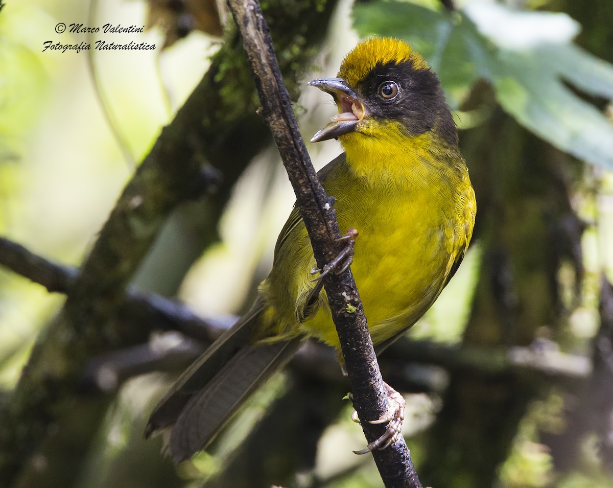 Tricolored Brushfinch (Choco) - ML204587751