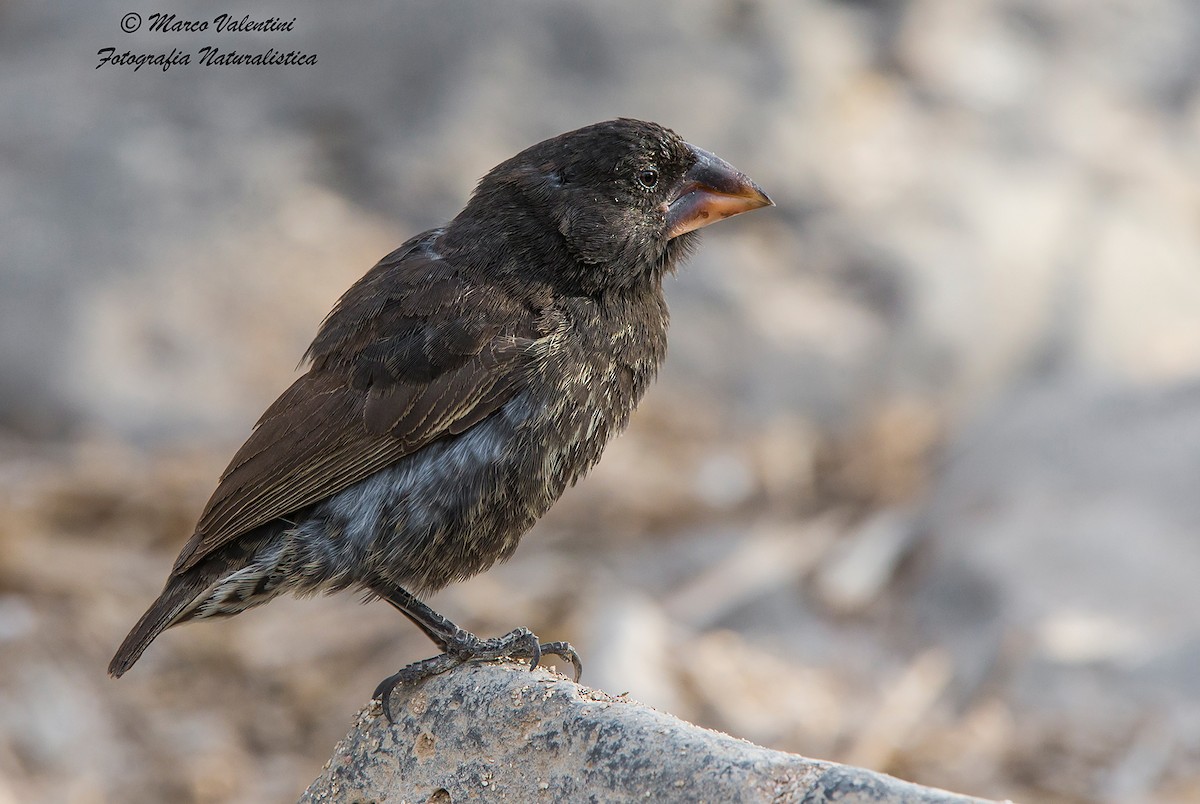 Española Ground-Finch - ML204587761