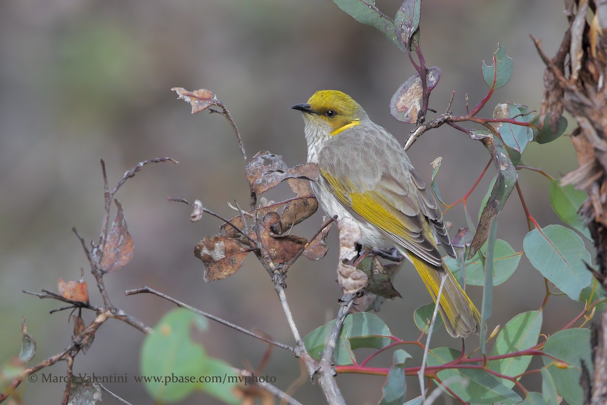 Yellow-plumed Honeyeater - ML204588181