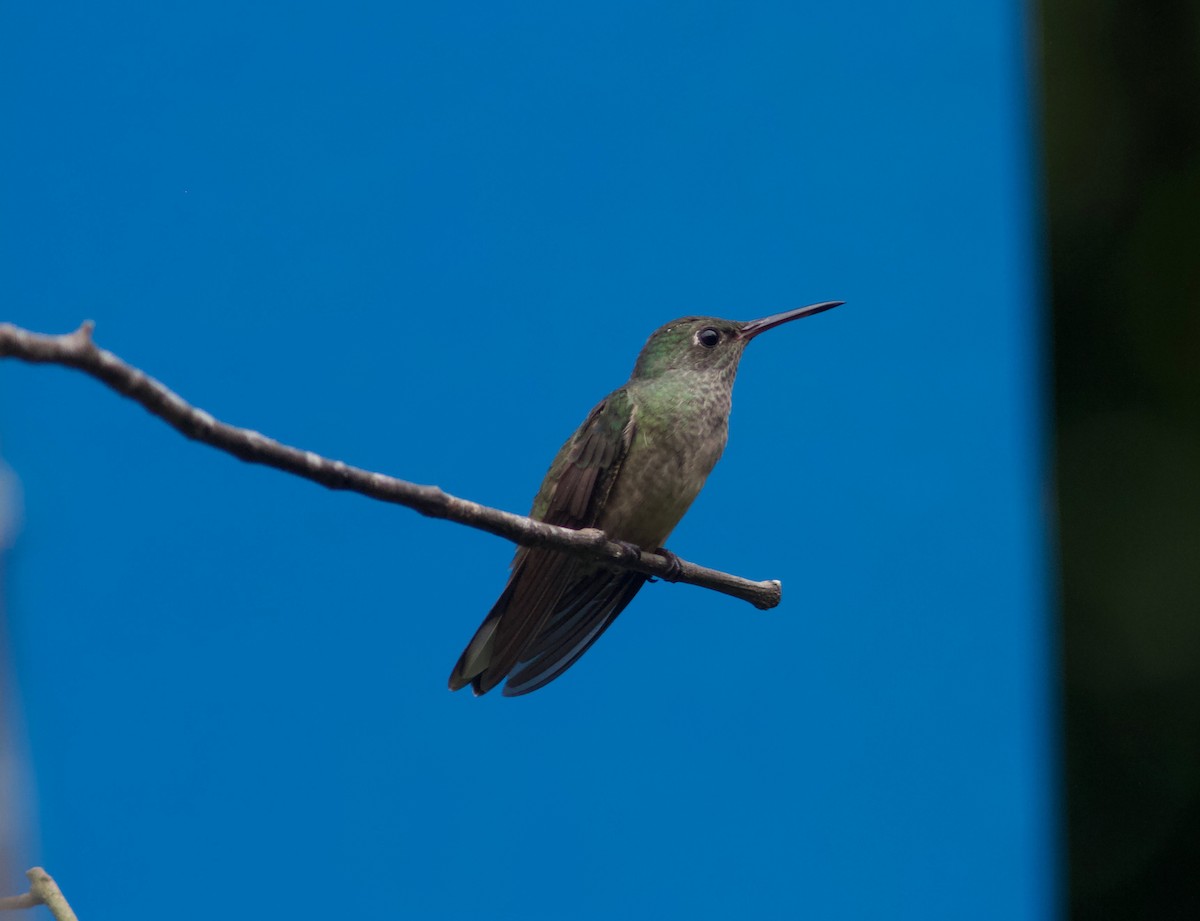 Colibri de Cuvier (groupe cuvierii) - ML204588901