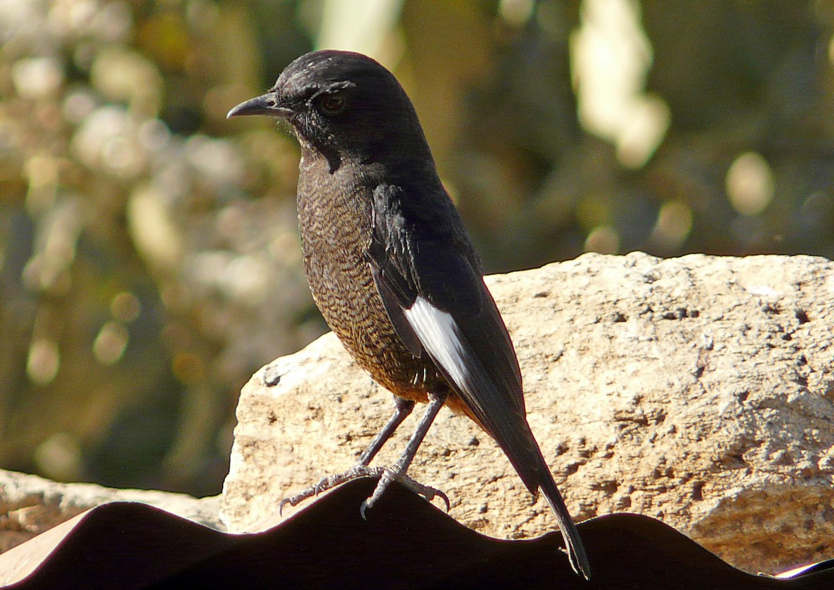 White-winged Cliff-Chat - Marco Valentini