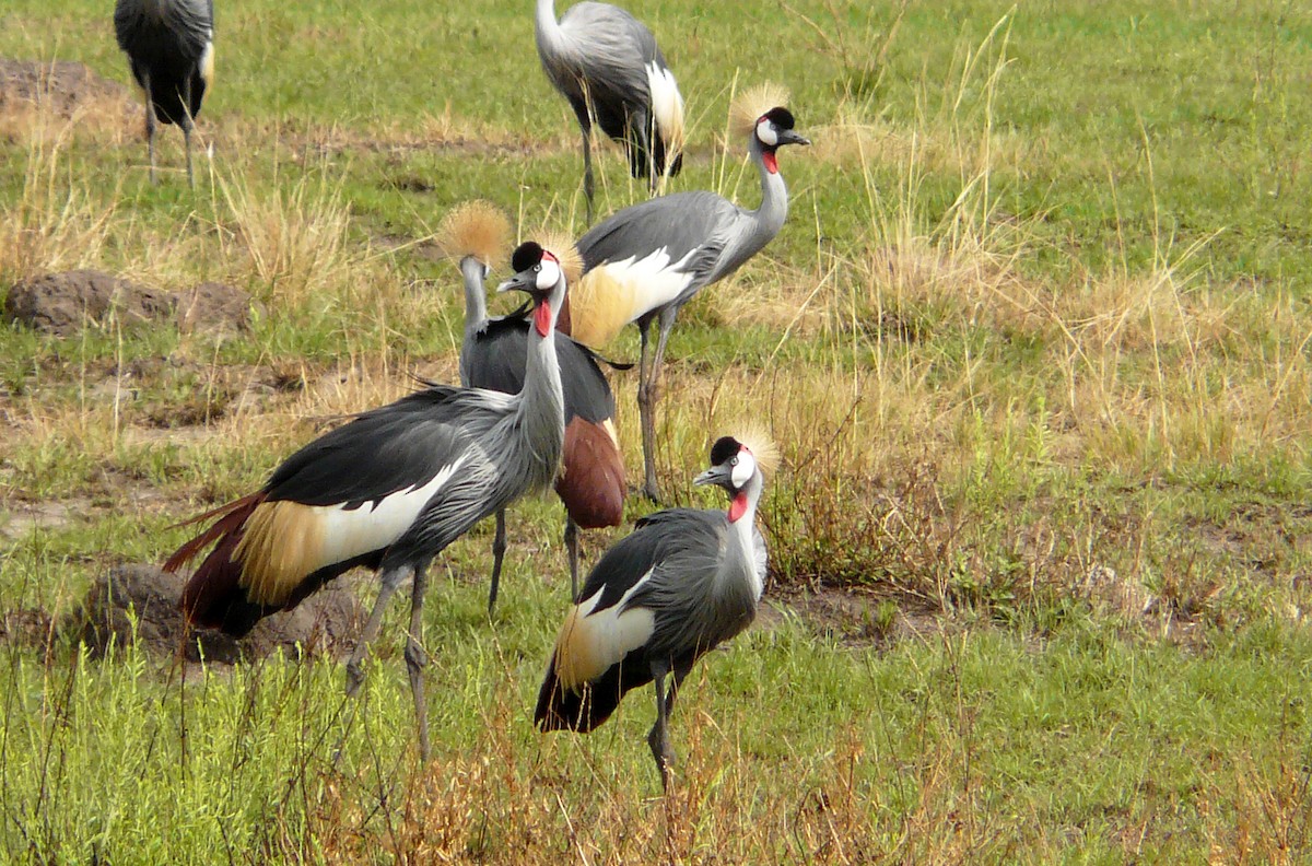 Gray Crowned-Crane - ML204589561