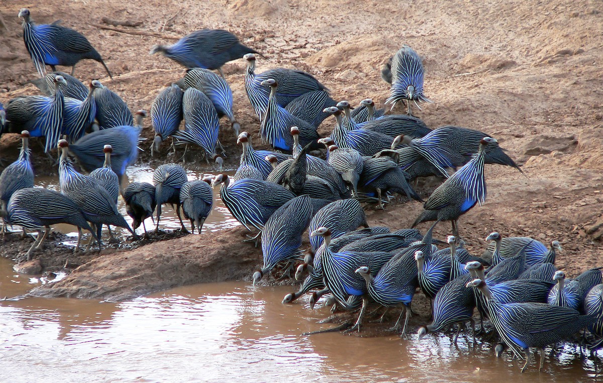 Vulturine Guineafowl - ML204589651