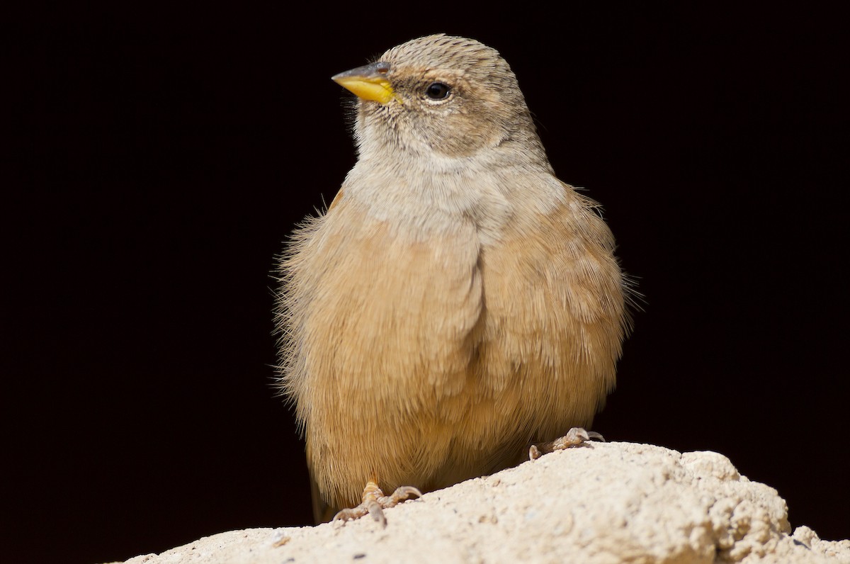 House Bunting - ML204589711