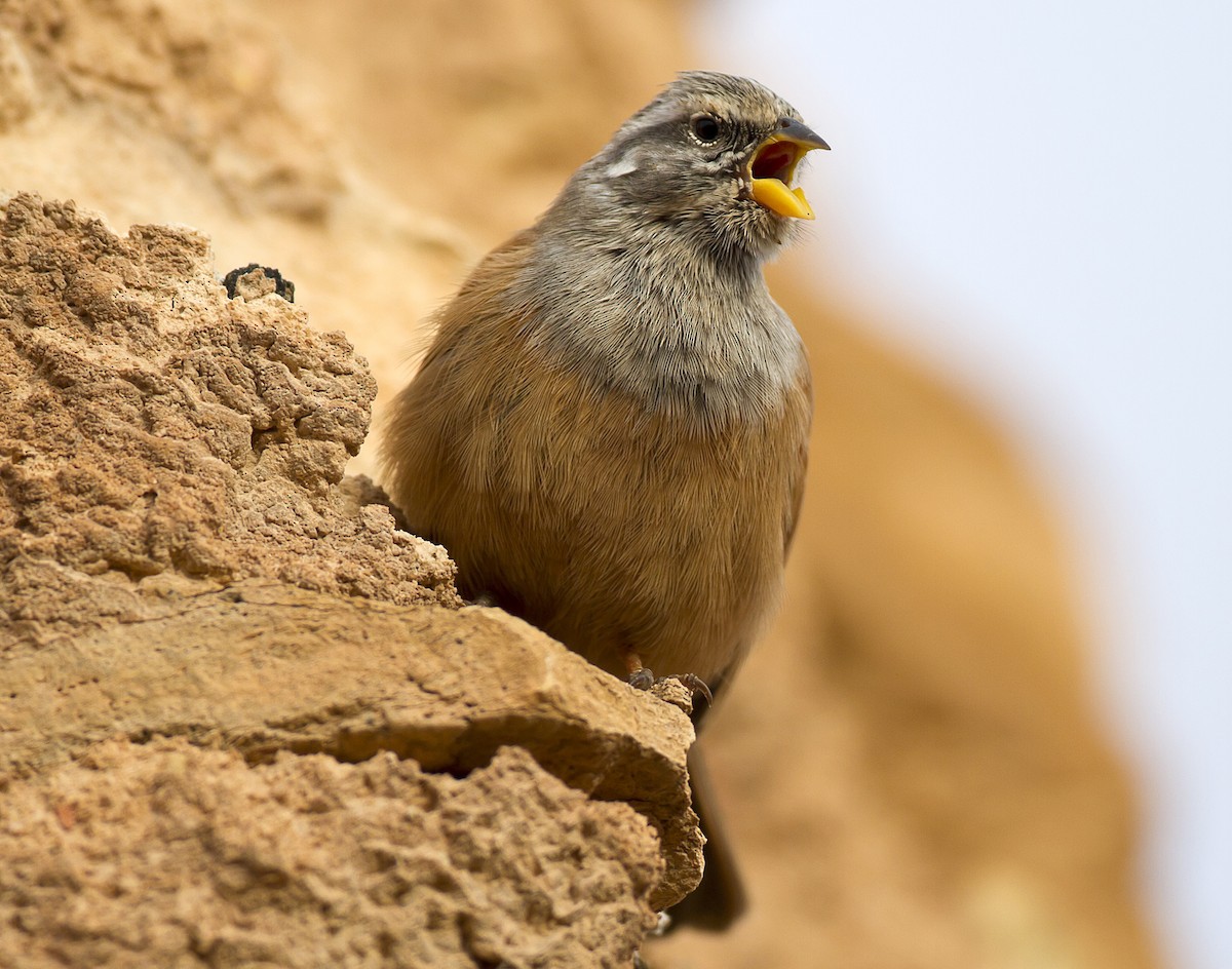 House Bunting - ML204589731