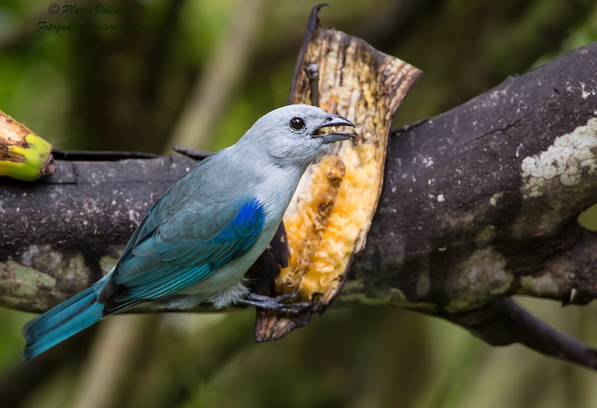 Blue-gray Tanager - Marco Valentini