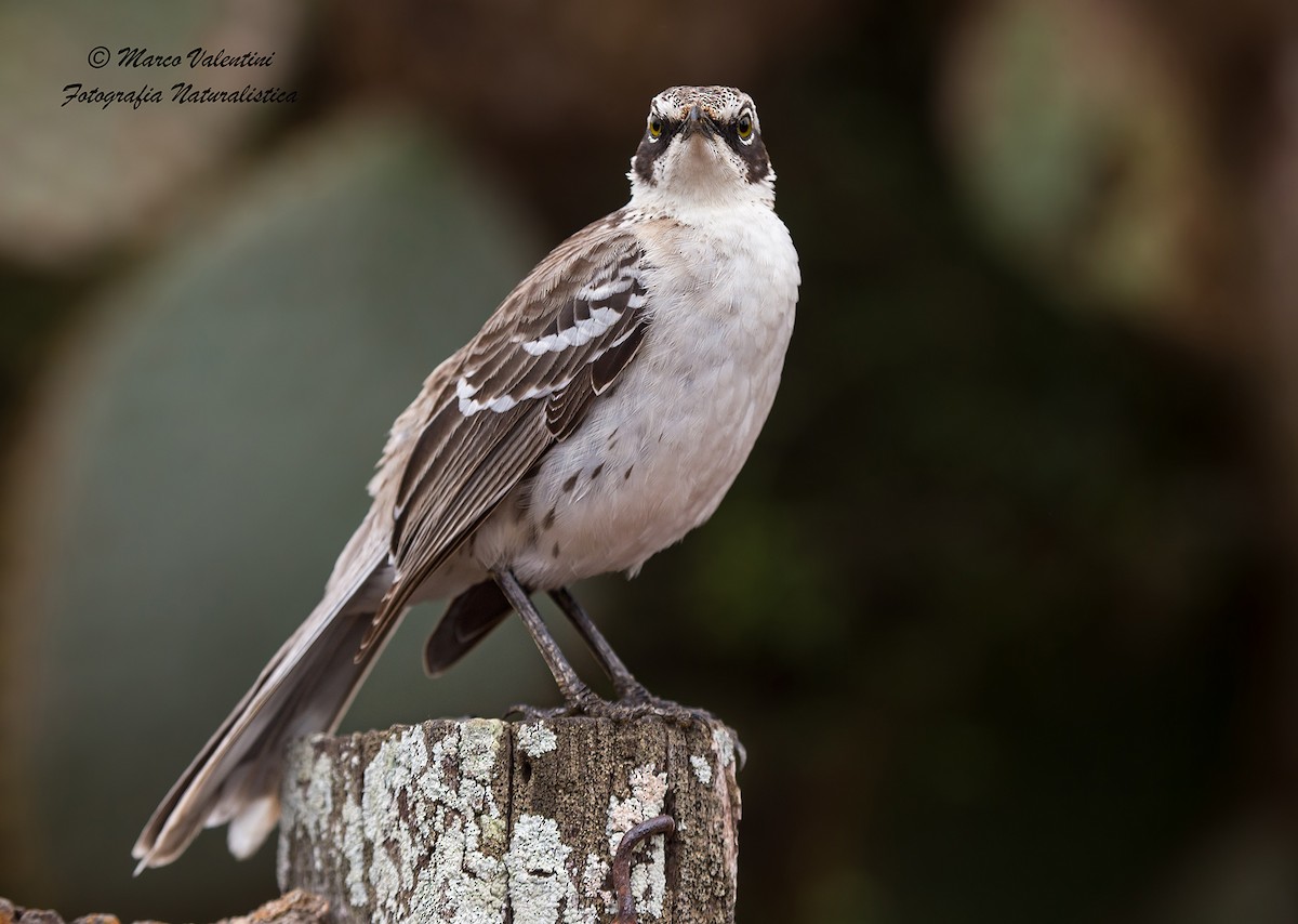 Moqueur des Galapagos - ML204589941