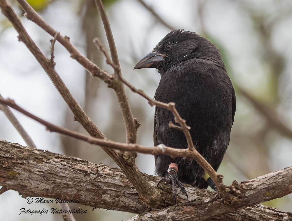 Common Cactus-Finch - ML204589961