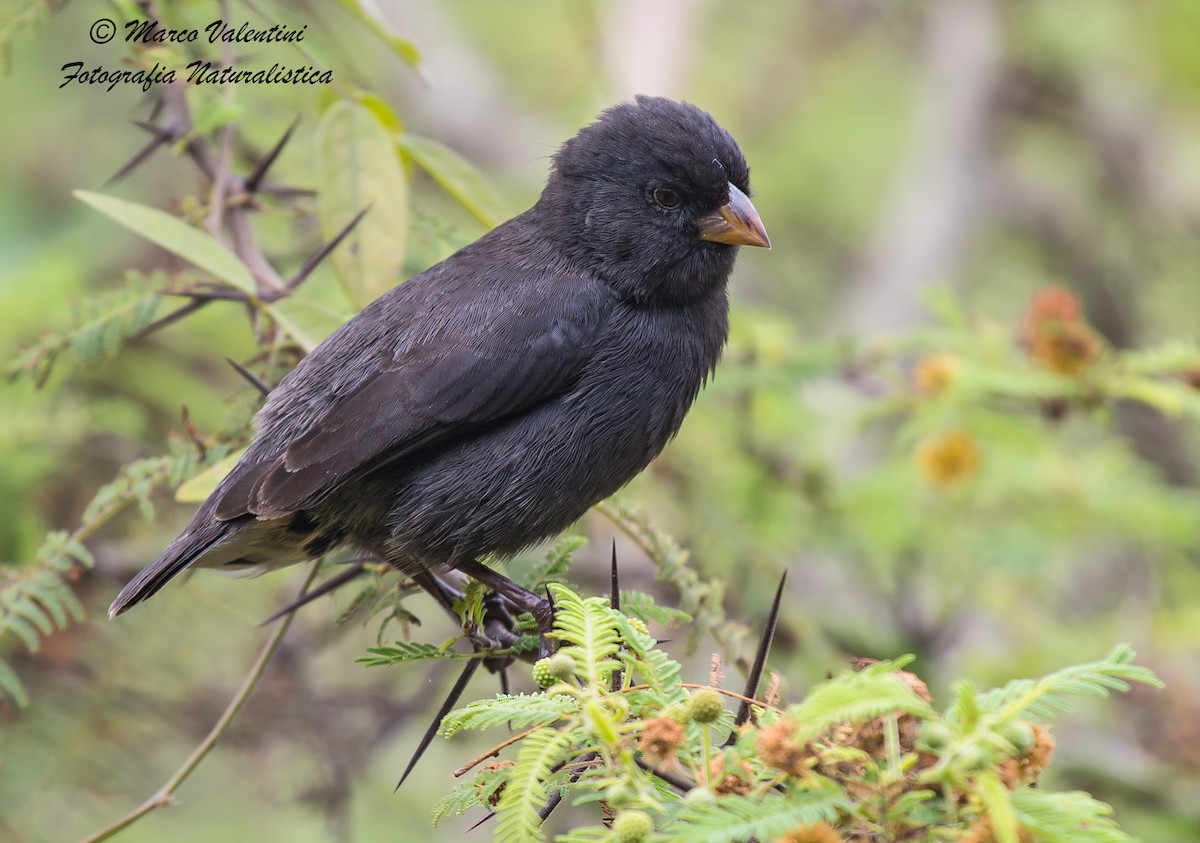 Small Ground-Finch - ML204589971