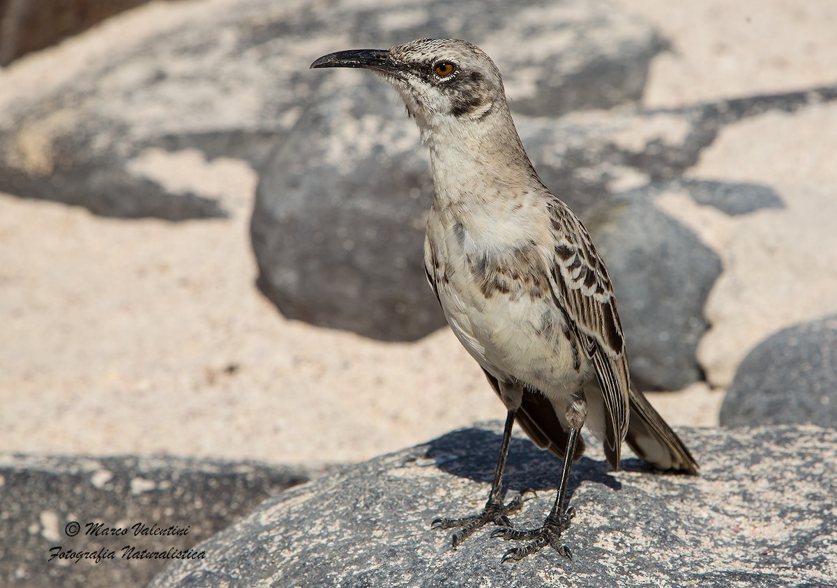 Española Mockingbird - ML204590031