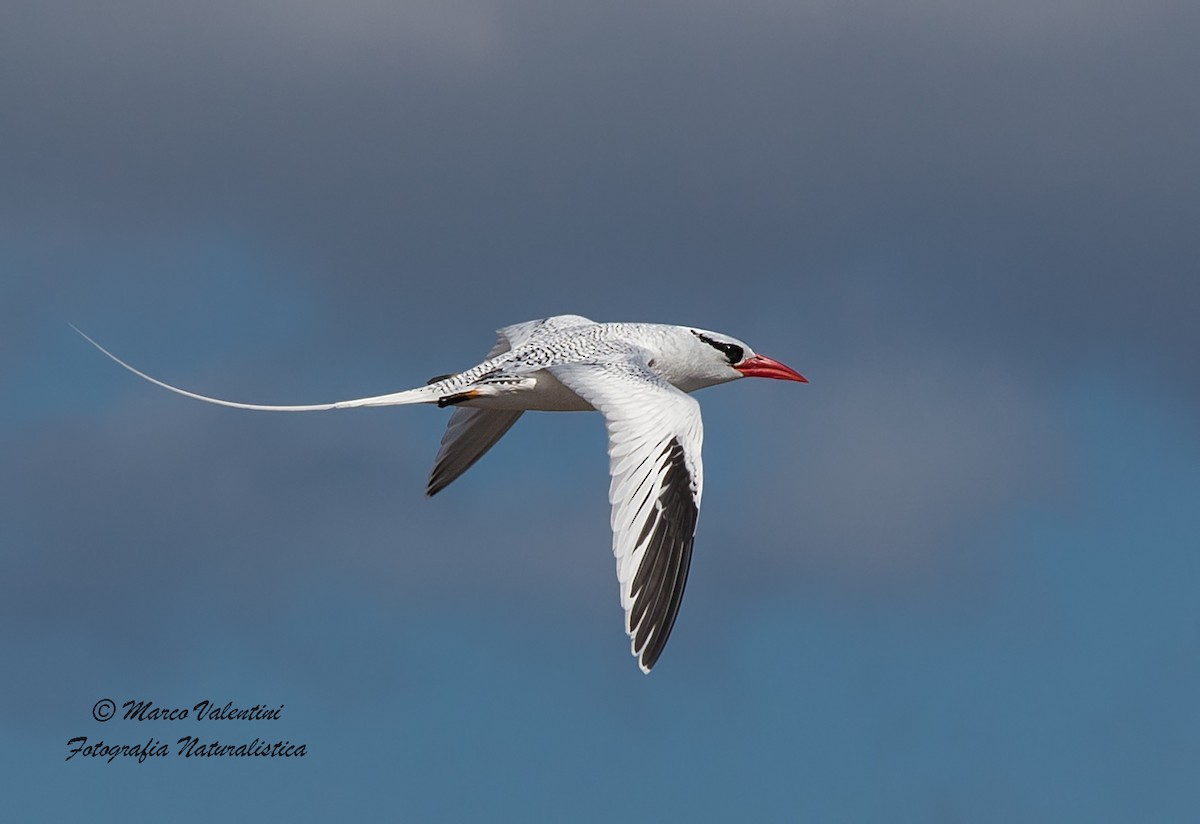 Red-billed Tropicbird - ML204590071