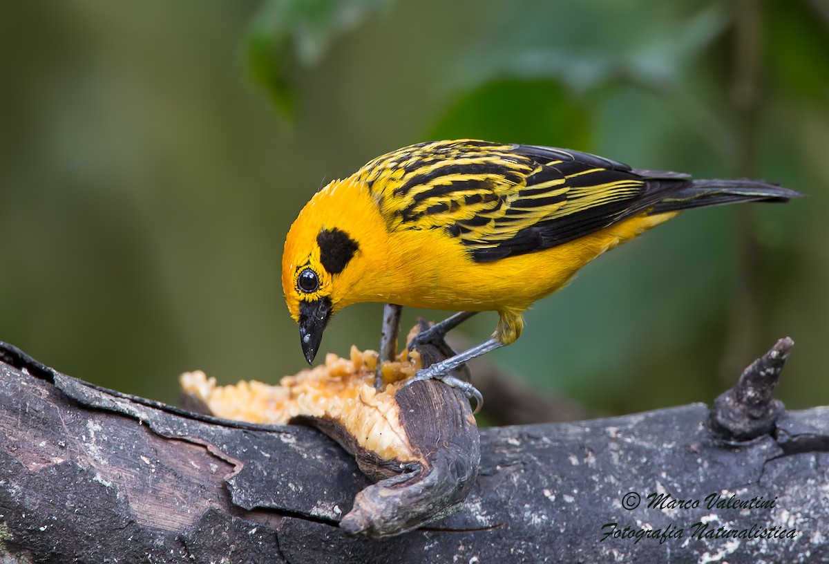 Golden Tanager (aurulenta Group) - ML204590121