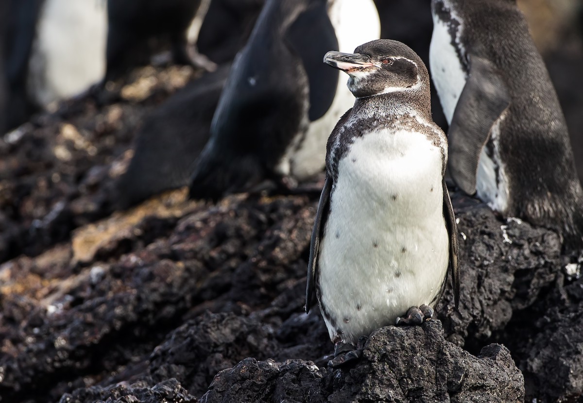 Galapagos Penguin - ML204590141