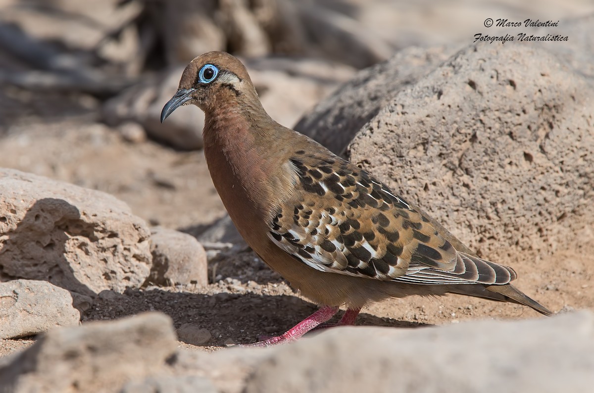 Galapagos Kumrusu - ML204590221