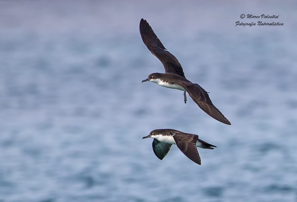 Puffin des Galapagos - ML204590231