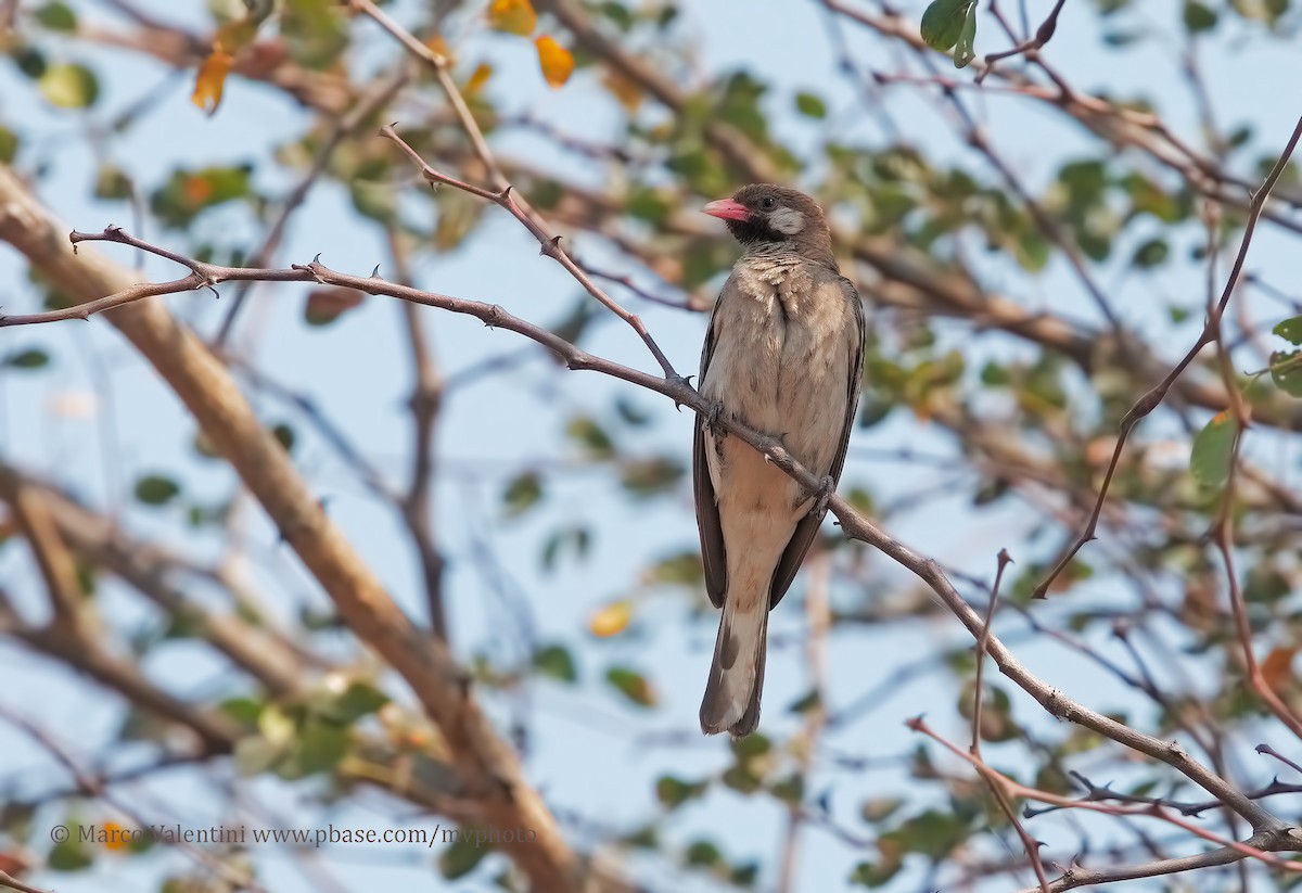 Greater Honeyguide - ML204590551