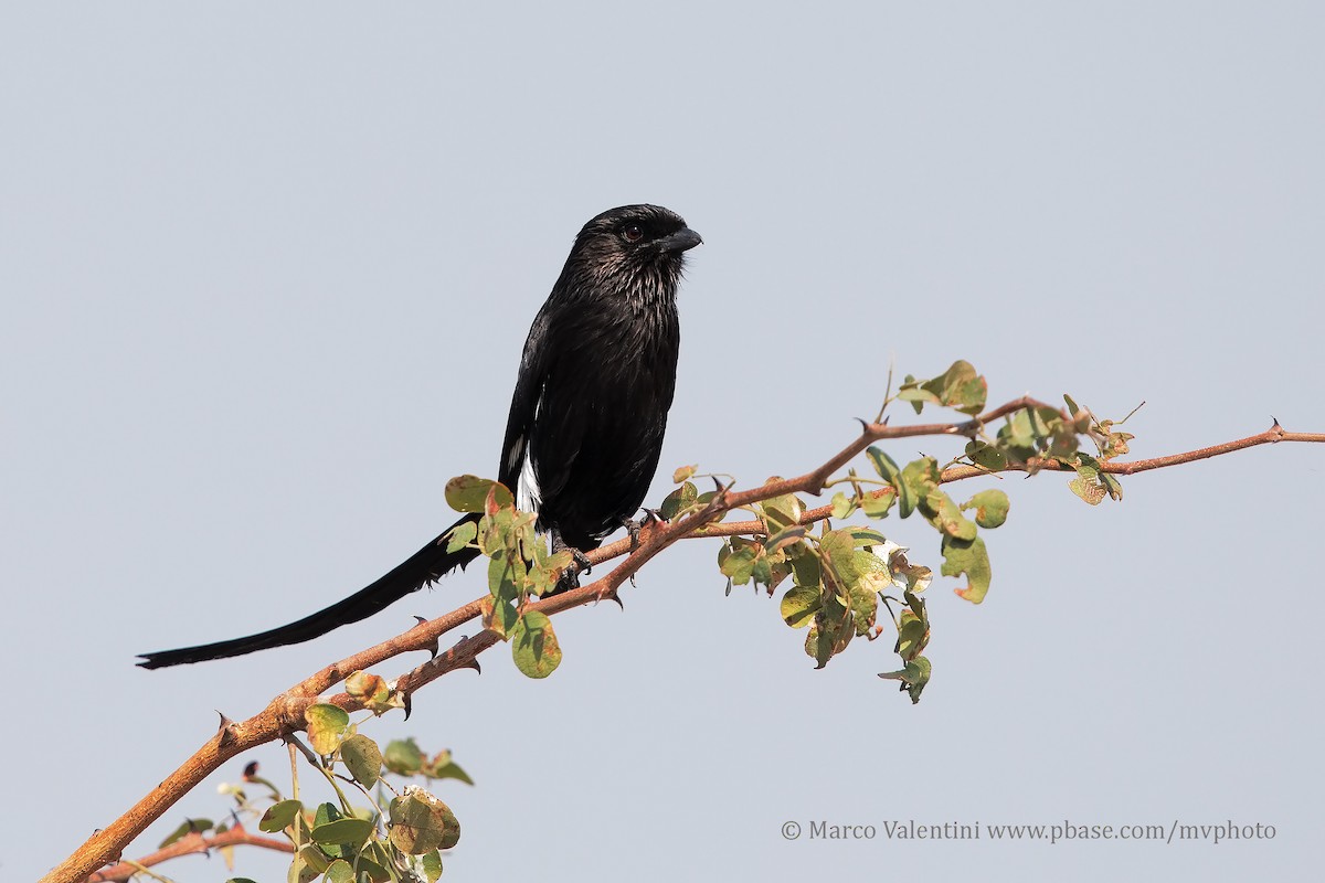 Magpie Shrike - ML204590561