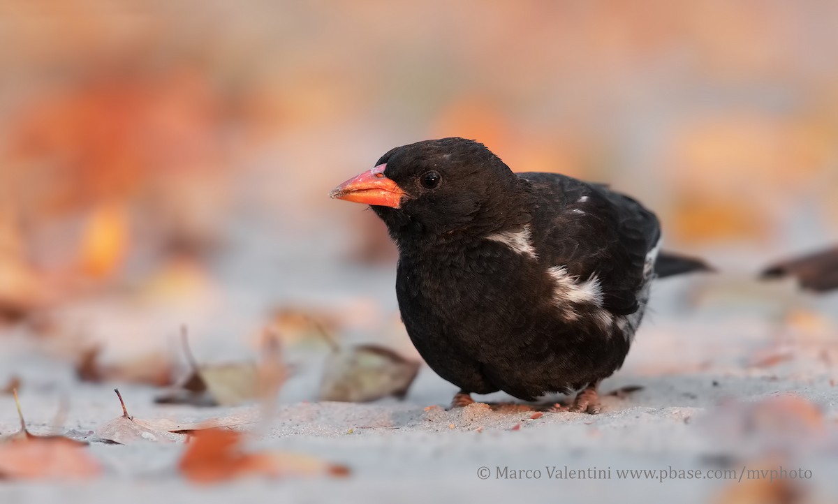 Red-billed Buffalo-Weaver - Marco Valentini