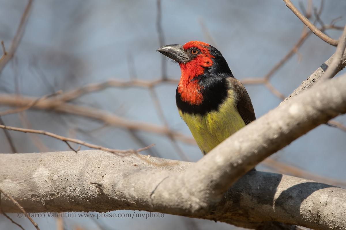 Black-collared Barbet - ML204590621