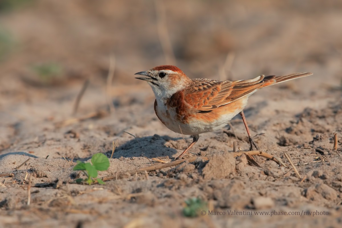 Red-capped Lark - ML204590641