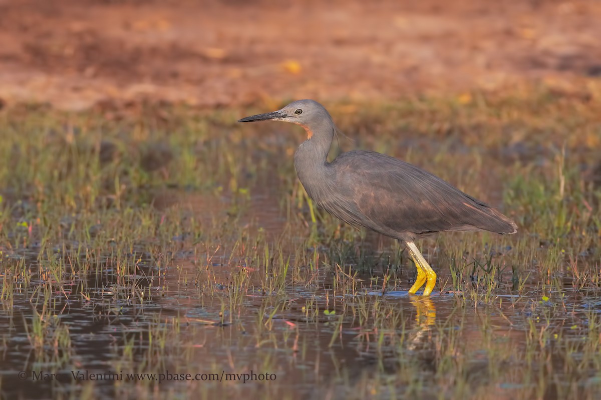 Slaty Egret - Marco Valentini