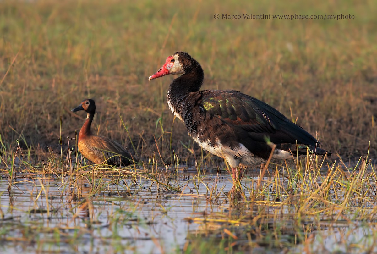 Spur-winged Goose - Marco Valentini