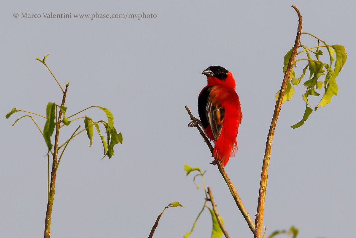 Northern Red Bishop - ML204590821