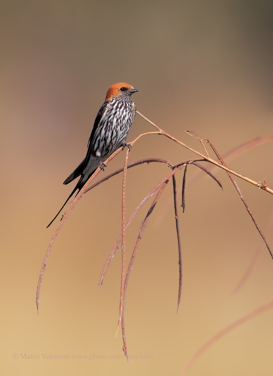 Lesser Striped Swallow - ML204590891