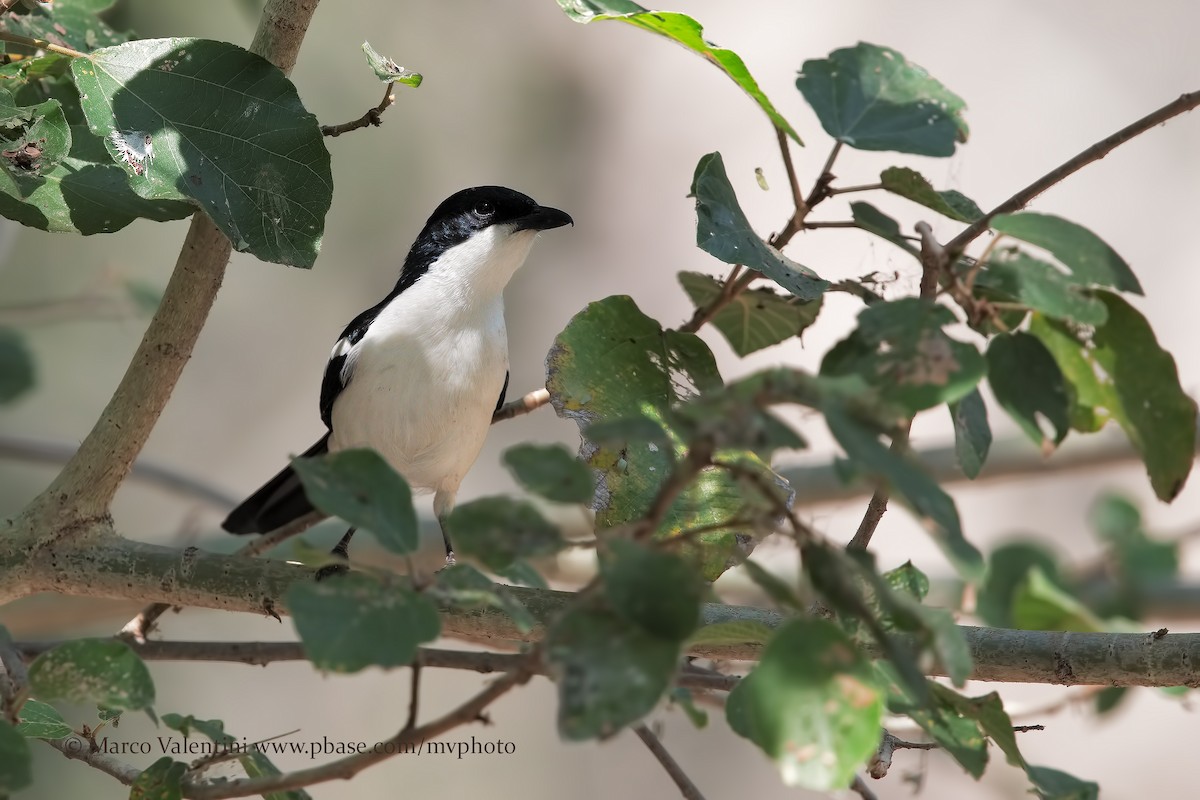 Gabon Boubou (Okavango) - ML204590941