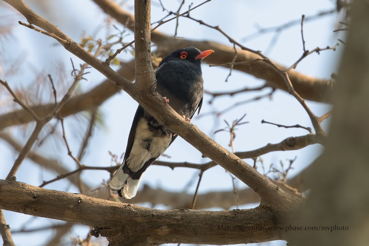 Retz's Helmetshrike - ML204591091