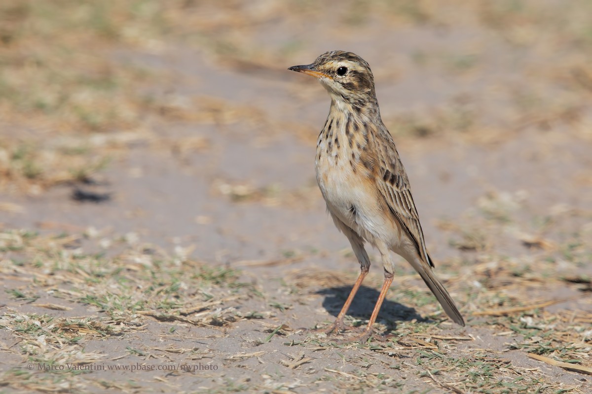 Buffy Pipit - ML204591151