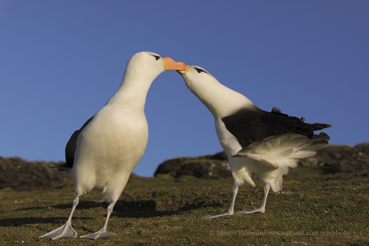 Albatros Ojeroso (melanophris) - ML204591181