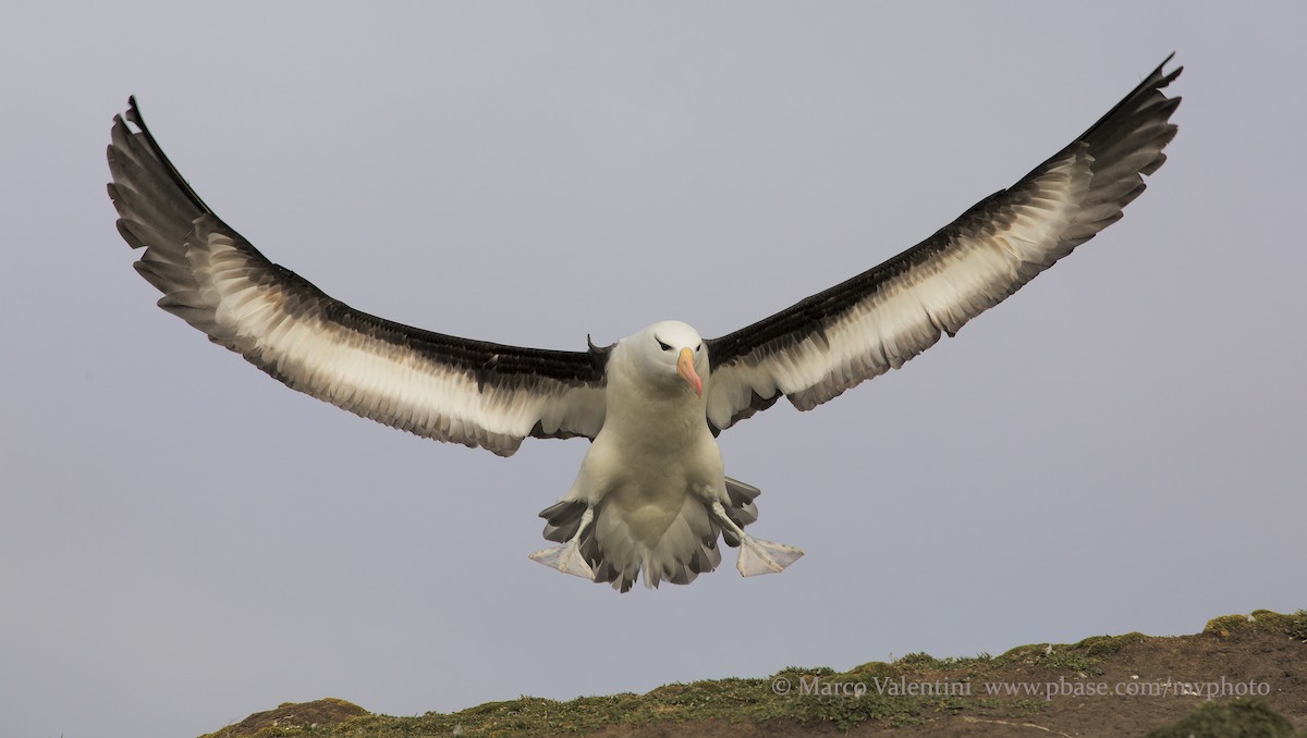 Kara Kaşlı Albatros (melanophris) - ML204591201