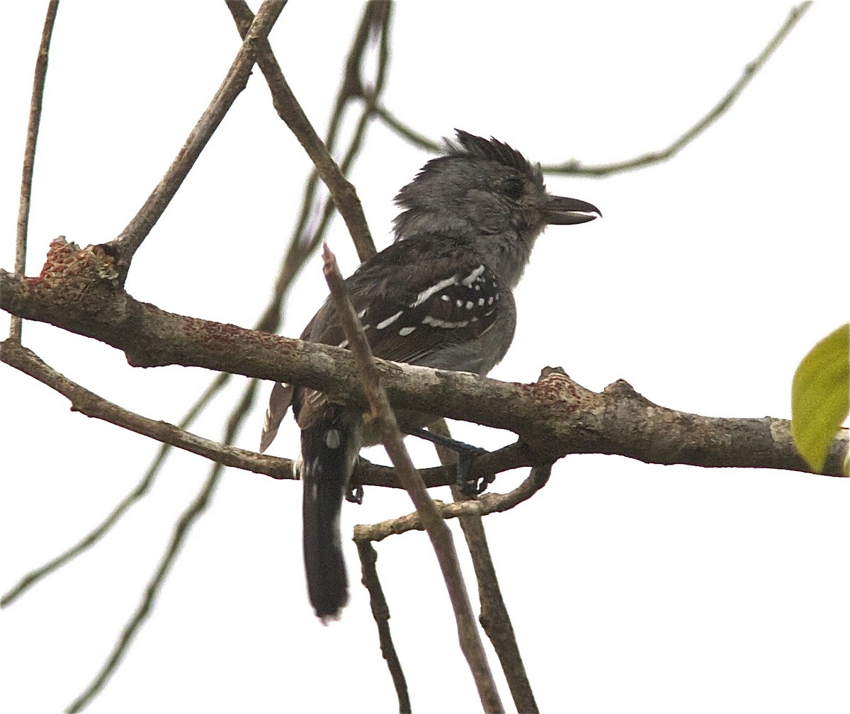 Planalto Slaty-Antshrike - Ken Havard