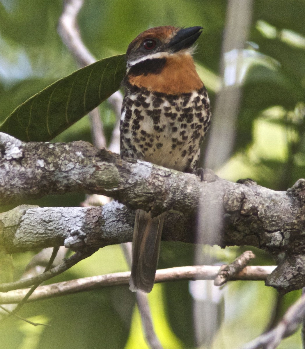 Spotted Puffbird - Ken Havard