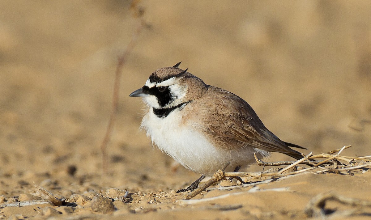 Temminck's Lark - ML204591881