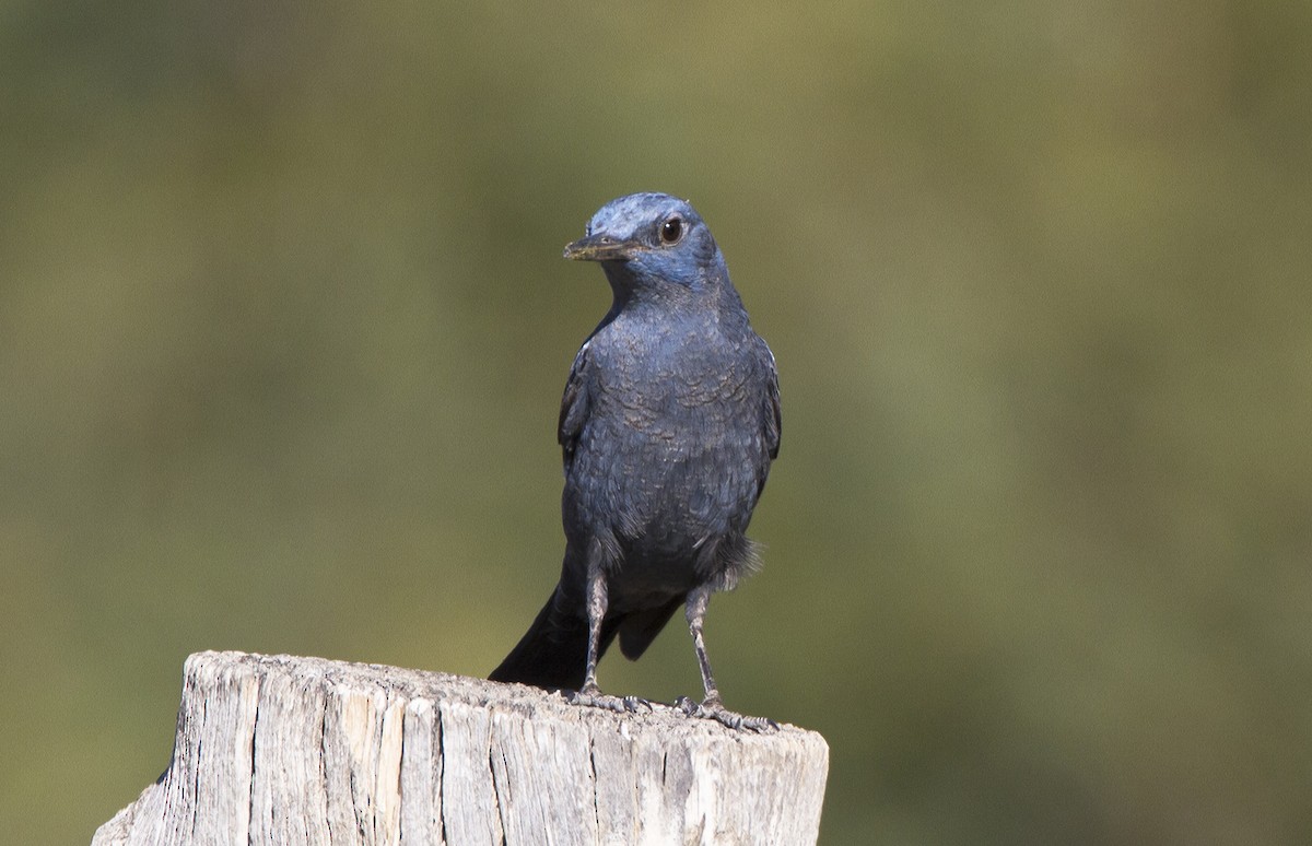 Blue Rock-Thrush - ML204591971