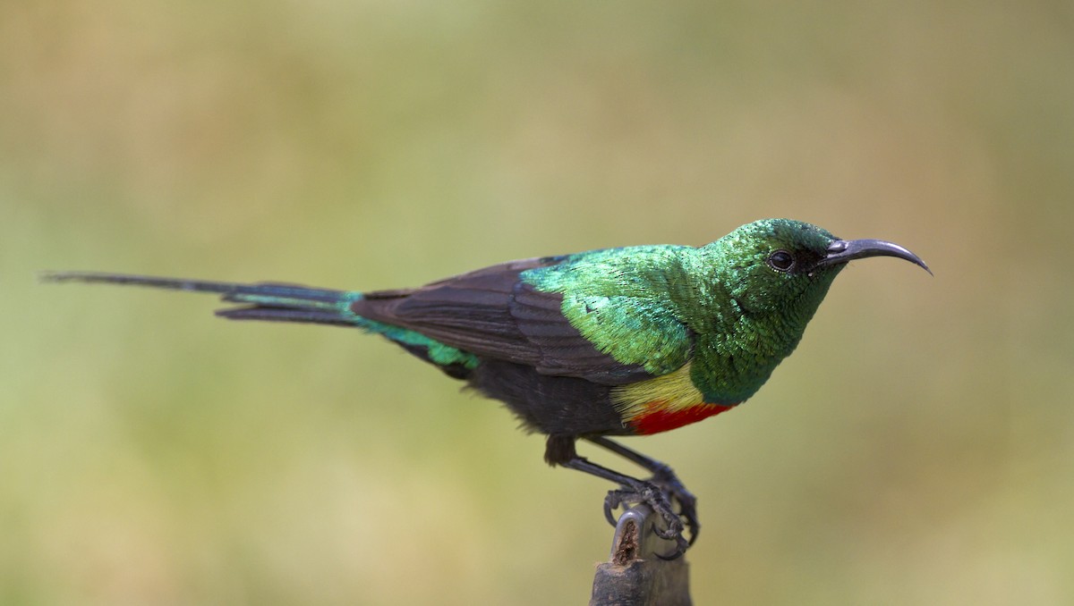 Gorgeous Sunbird - Marco Valentini