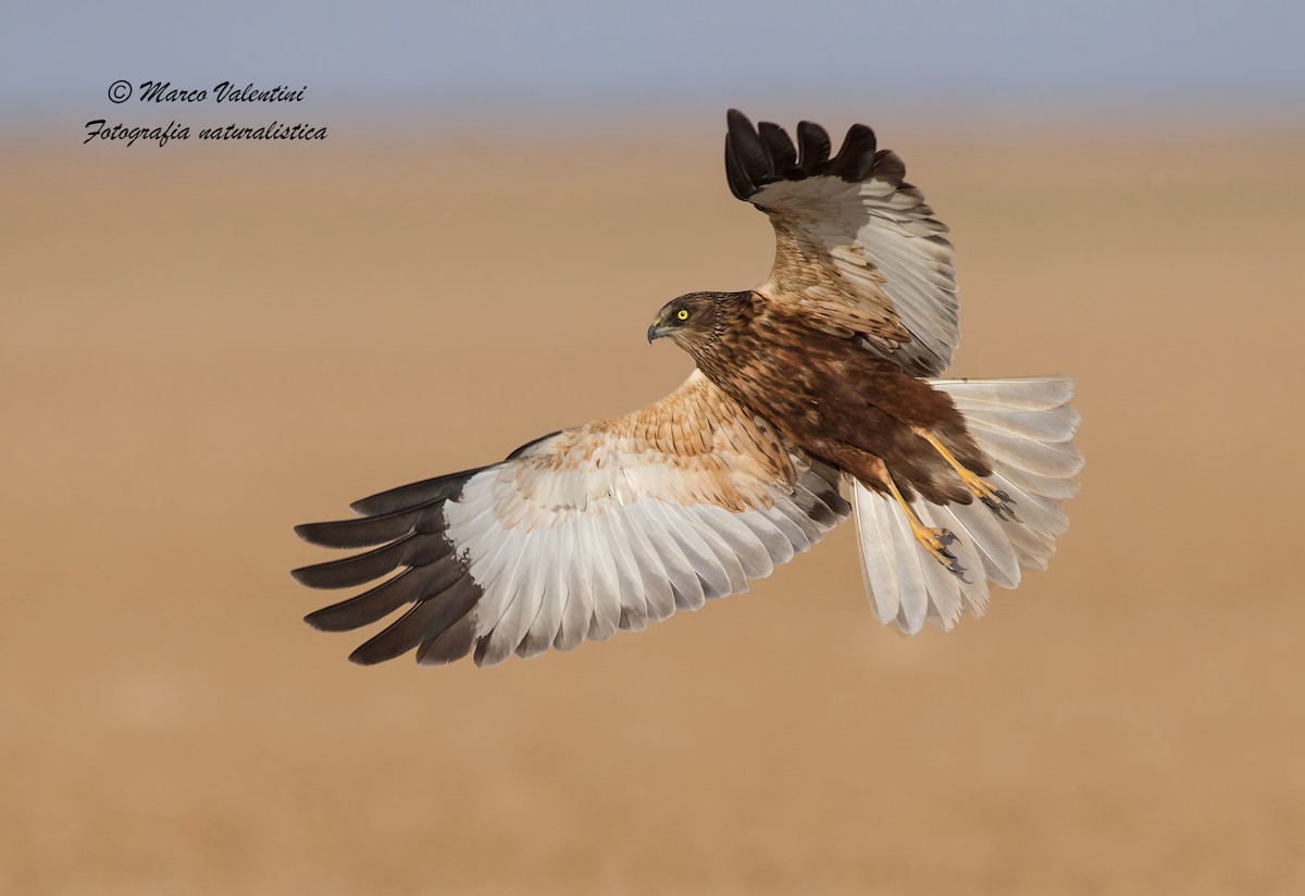 Western Marsh Harrier - Marco Valentini